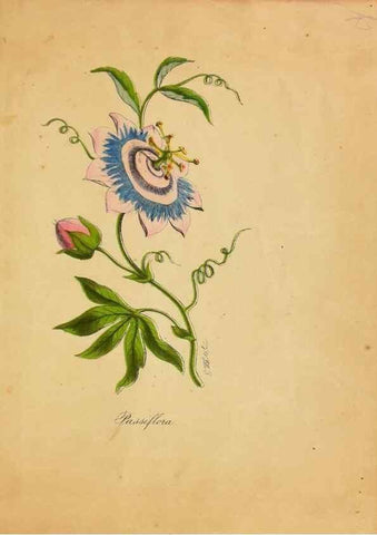 Reproducción/Reproduction 33030500878: Botanical description and medical, culinary & other uses of the plants in the first volume of my American herbarium /. . 