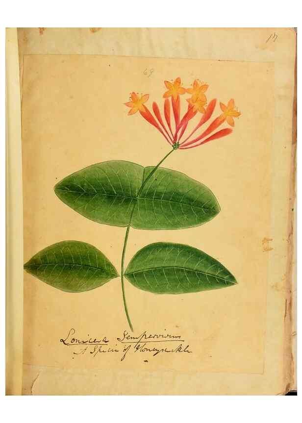 Reproducción/Reproduction 46853712272: Botanical description and medical, culinary & other uses of the plants in the first volume of my American herbarium /. . 