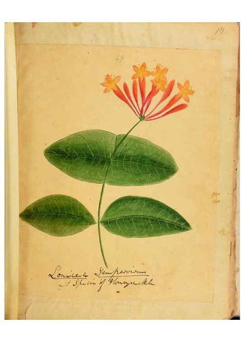 Reproducción/Reproduction 46853712272: Botanical description and medical, culinary & other uses of the plants in the first volume of my American herbarium /. . 
