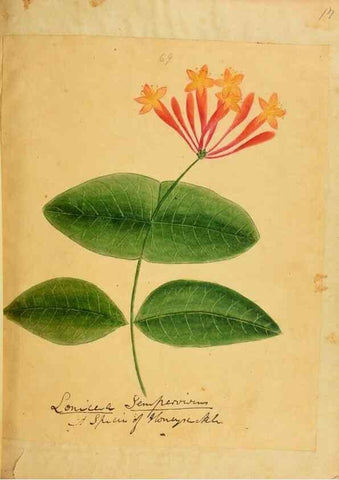 Reproducción/Reproduction 46853712272: Botanical description and medical, culinary & other uses of the plants in the first volume of my American herbarium /. . 