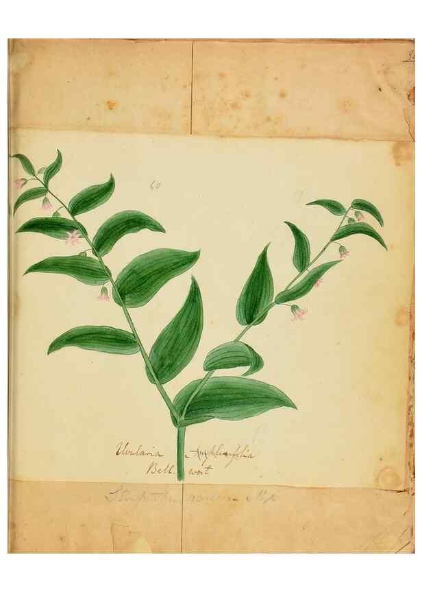 Reproducción/Reproduction 39941006363: Botanical description and medical, culinary & other uses of the plants in the first volume of my American herbarium /. . 