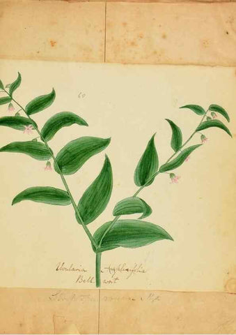 Reproducción/Reproduction 39941006363: Botanical description and medical, culinary & other uses of the plants in the first volume of my American herbarium /. . 