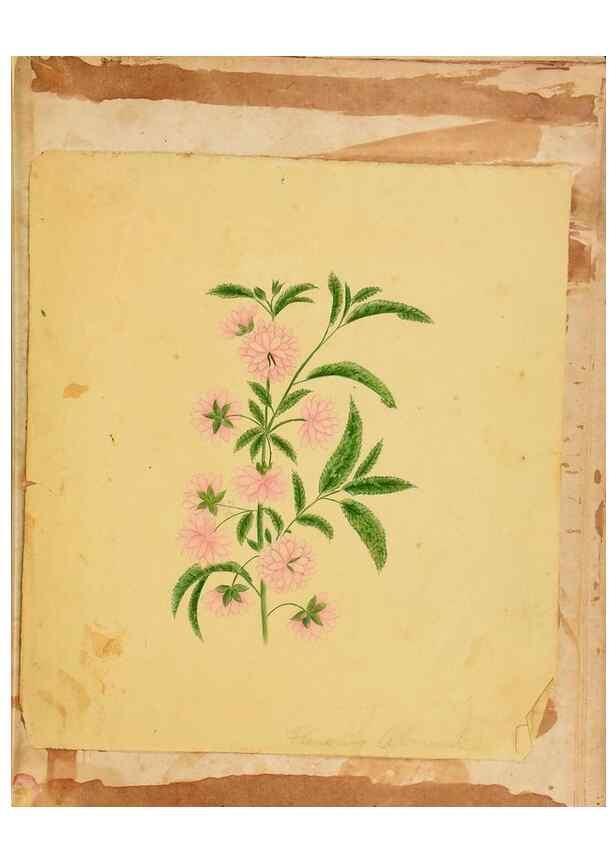 Reproducción/Reproduction 46180905704: Botanical description and medical, culinary & other uses of the plants in the first volume of my American herbarium /. . 
