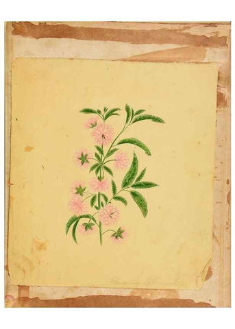 Reproducción/Reproduction 46180905704: Botanical description and medical, culinary & other uses of the plants in the first volume of my American herbarium /. . 