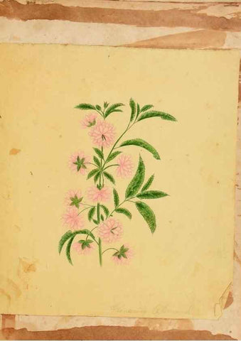 Reproducción/Reproduction 46180905704: Botanical description and medical, culinary & other uses of the plants in the first volume of my American herbarium /. . 