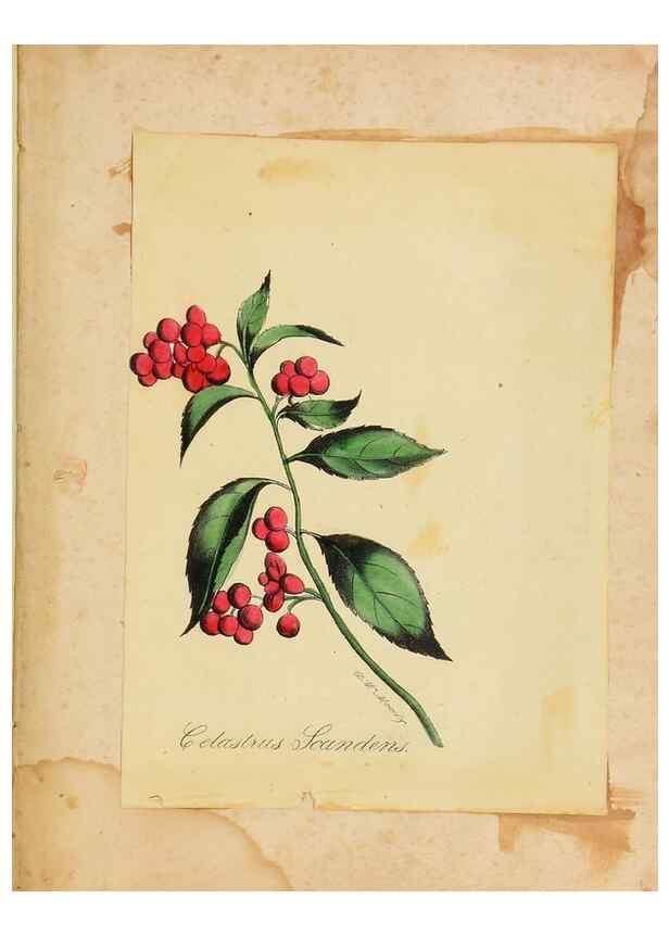 Reproducción/Reproduction 46905827011: Botanical description and medical, culinary & other uses of the plants in the first volume of my American herbarium /. . 
