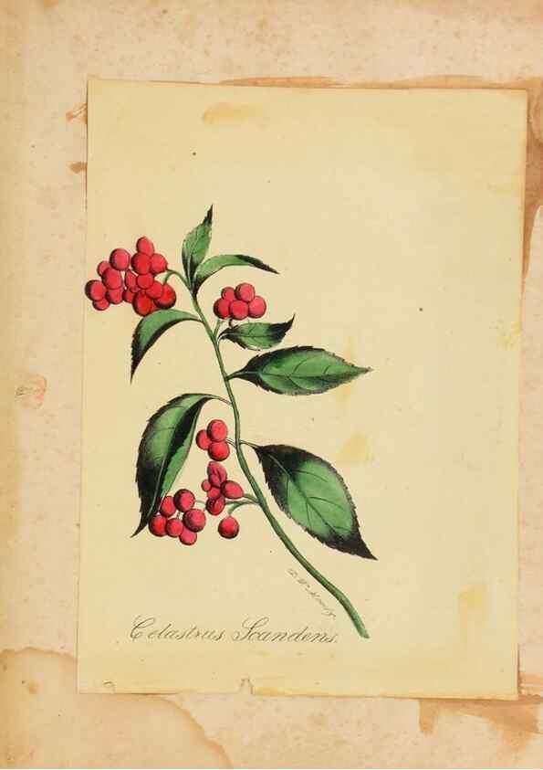 Reproducción/Reproduction 46905827011: Botanical description and medical, culinary & other uses of the plants in the first volume of my American herbarium /. . 