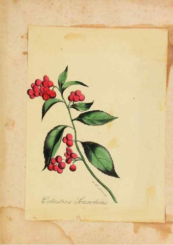 Reproducción/Reproduction 46905827011: Botanical description and medical, culinary & other uses of the plants in the first volume of my American herbarium /. . 