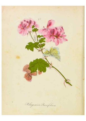 Reproducción/Reproduction 31964600887: Botanical description and medical, culinary & other uses of the plants in the first volume of my American herbarium /. . 