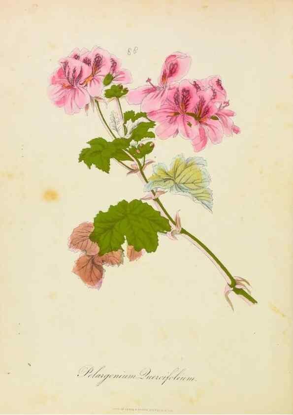 Reproducción/Reproduction 31964600887: Botanical description and medical, culinary & other uses of the plants in the first volume of my American herbarium /. . 