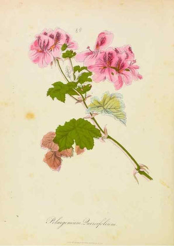 Reproducción/Reproduction 31964600887: Botanical description and medical, culinary & other uses of the plants in the first volume of my American herbarium /. . 