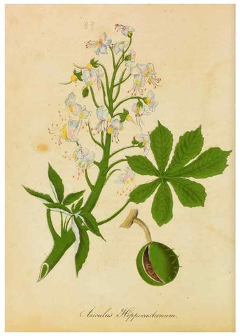 Reproducción/Reproduction 46905829051: Botanical description and medical, culinary & other uses of the plants in the first volume of my American herbarium /. . 