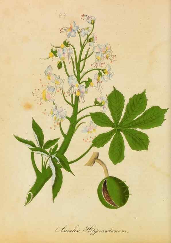 Reproducción/Reproduction 46905829051: Botanical description and medical, culinary & other uses of the plants in the first volume of my American herbarium /. . 