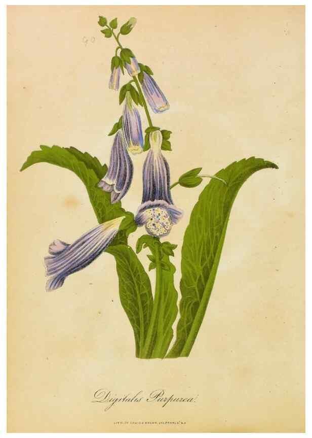 Reproducción/Reproduction 33030506478: Botanical description and medical, culinary & other uses of the plants in the first volume of my American herbarium /. . 