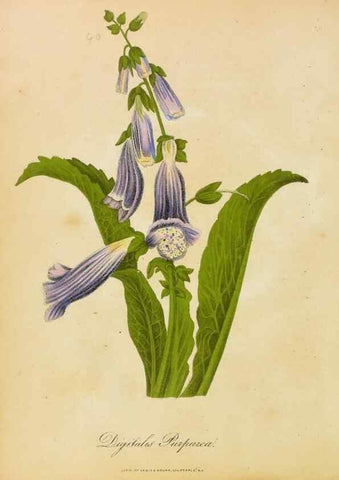 Reproducción/Reproduction 33030506478: Botanical description and medical, culinary & other uses of the plants in the first volume of my American herbarium /. . 