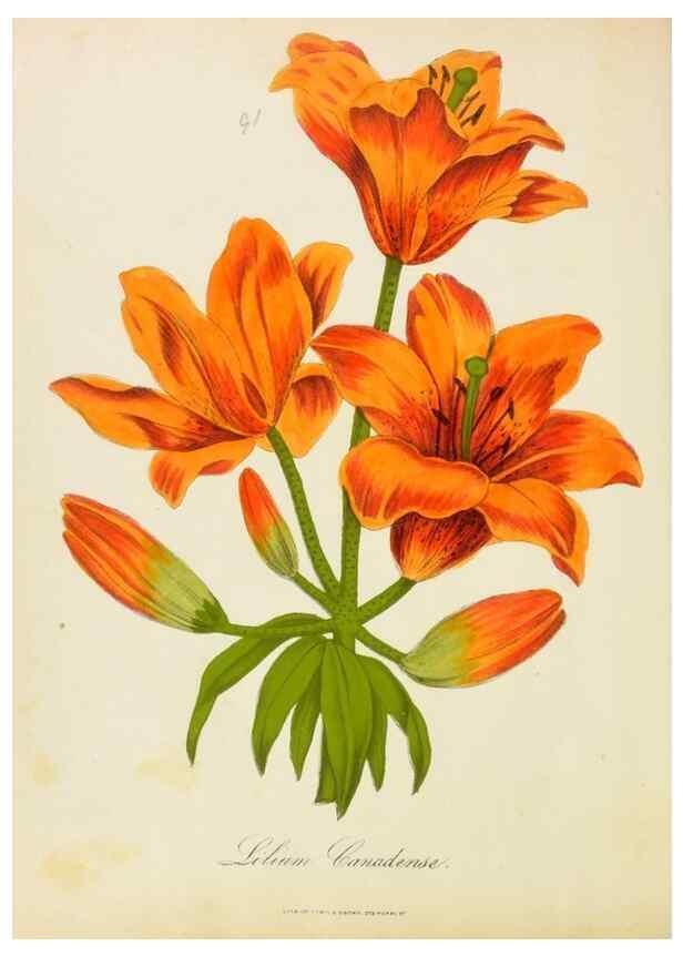 Reproducción/Reproduction 46905831181: Botanical description and medical, culinary & other uses of the plants in the first volume of my American herbarium /. . 