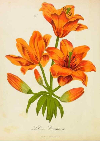 Reproducción/Reproduction 46905831181: Botanical description and medical, culinary & other uses of the plants in the first volume of my American herbarium /. . 
