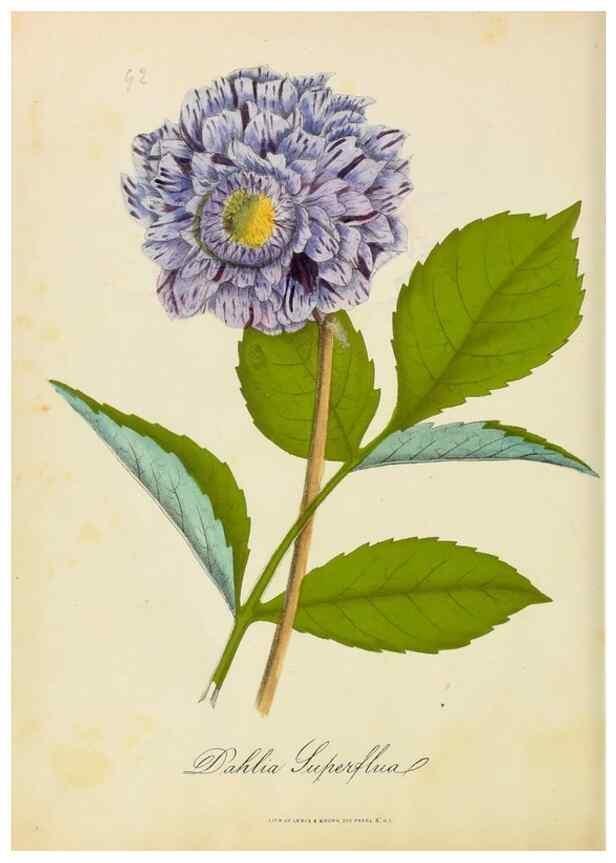 Reproducción/Reproduction 46853713382: Botanical description and medical, culinary & other uses of the plants in the first volume of my American herbarium /. . 