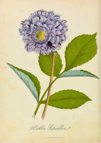 Reproducción/Reproduction 46853713382: Botanical description and medical, culinary & other uses of the plants in the first volume of my American herbarium /. . 