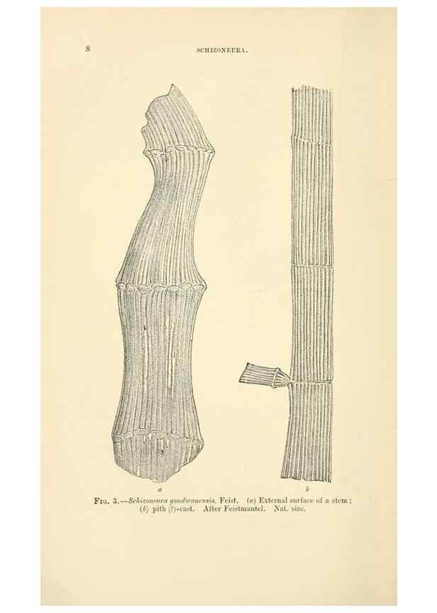 Reproducción/Reproduction 45993656835: Catalogue of the fossil plants of the Glossopteris flora in the Department of geology.. London,Printed by order of the Trustees,1905.. 