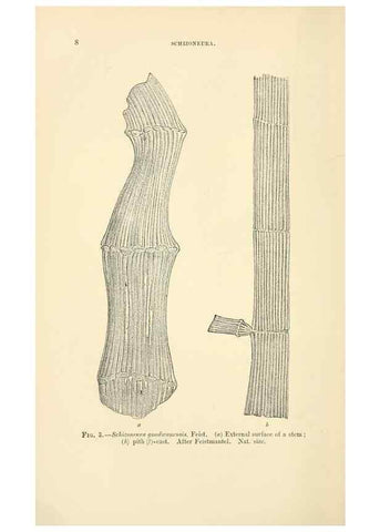 Reproducción/Reproduction 45993656835: Catalogue of the fossil plants of the Glossopteris flora in the Department of geology.. London,Printed by order of the Trustees,1905.. 
