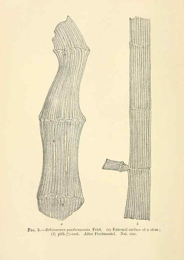 Reproducción/Reproduction 45993656835: Catalogue of the fossil plants of the Glossopteris flora in the Department of geology.. London,Printed by order of the Trustees,1905.. 