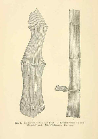 Reproducción/Reproduction 45993656835: Catalogue of the fossil plants of the Glossopteris flora in the Department of geology.. London,Printed by order of the Trustees,1905.. 