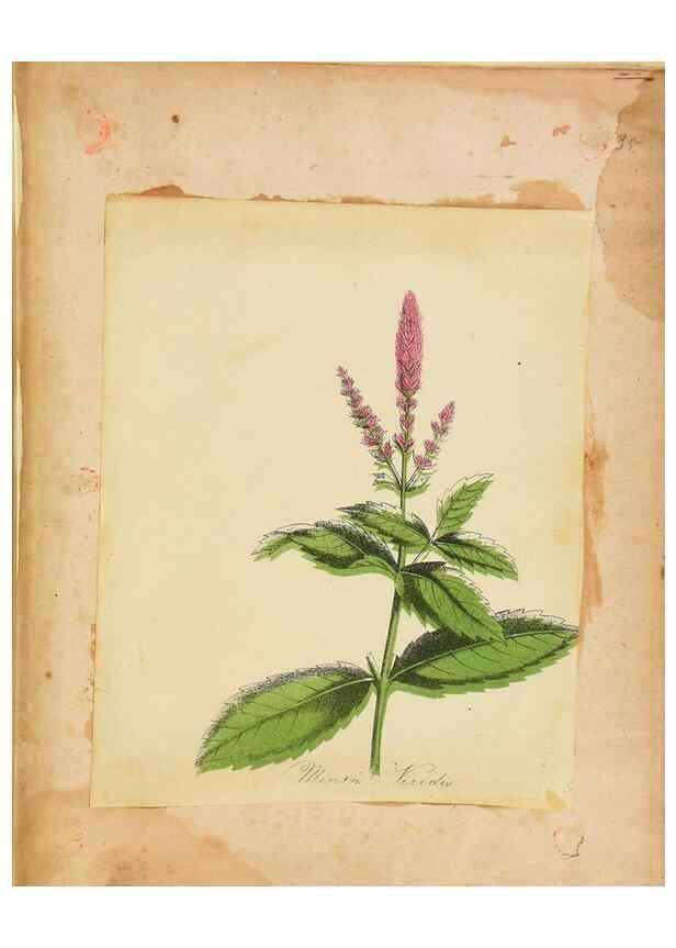 Reproducción/Reproduction 46180906644: Botanical description and medical, culinary & other uses of the plants in the first volume of my American herbarium /. . 