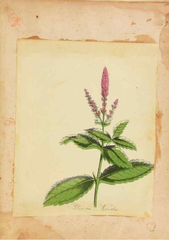 Reproducción/Reproduction 46180906644: Botanical description and medical, culinary & other uses of the plants in the first volume of my American herbarium /. . 
