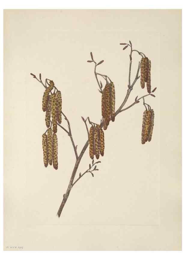 Reproducción/Reproduction 39951630013: North American wild flowers. Washington, D.C. :Smithsonian Institution,1925.. 