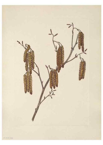 Reproducción/Reproduction 39951630013: North American wild flowers. Washington, D.C. :Smithsonian Institution,1925.. 