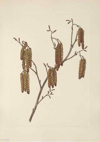Reproducción/Reproduction 39951630013: North American wild flowers. Washington, D.C. :Smithsonian Institution,1925.. 