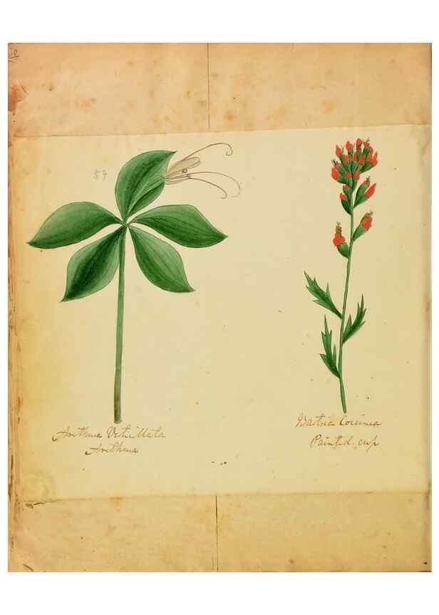 Reproducción/Reproduction 46180804694: Botanical description and medical, culinary & other uses of the plants in the first volume of my American herbarium /. . 