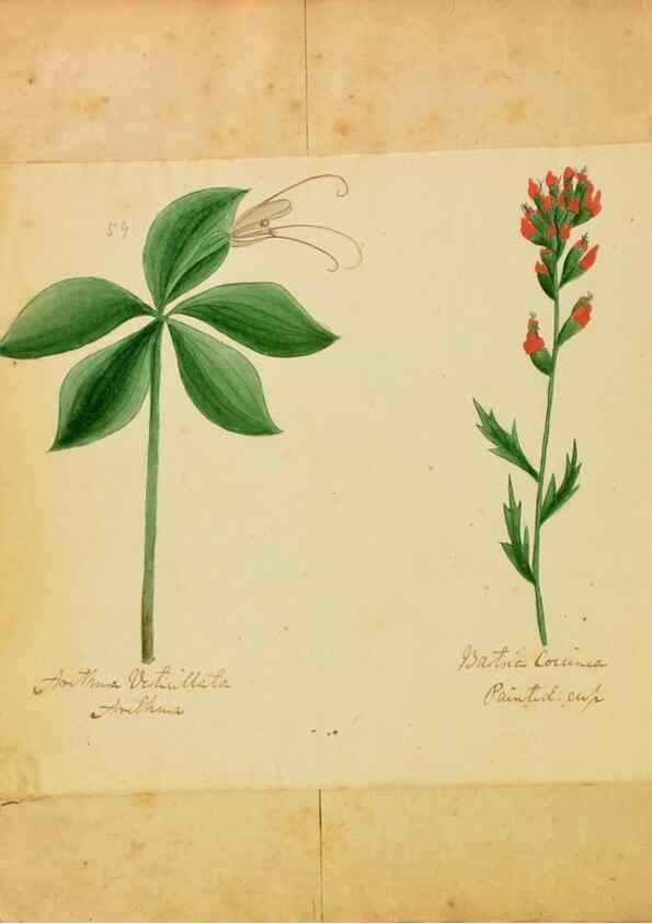 Reproducción/Reproduction 46180804694: Botanical description and medical, culinary & other uses of the plants in the first volume of my American herbarium /. . 