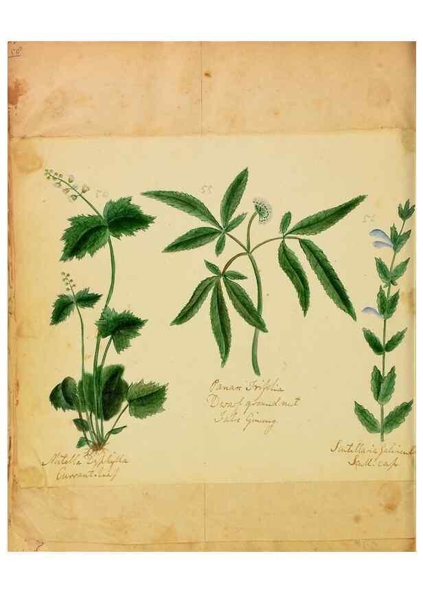 Reproducción/Reproduction 46180802394: Botanical description and medical, culinary & other uses of the plants in the first volume of my American herbarium /. . 