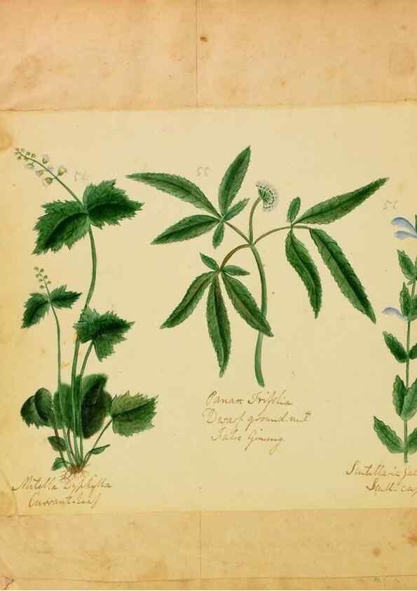 Reproducción/Reproduction 46180802394: Botanical description and medical, culinary & other uses of the plants in the first volume of my American herbarium /. . 