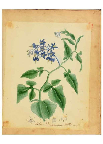 Reproducción/Reproduction 33030362318: Botanical description and medical, culinary & other uses of the plants in the first volume of my American herbarium /. . 