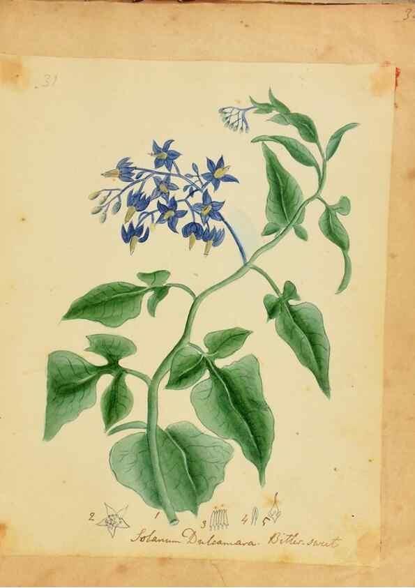 Reproducción/Reproduction 33030362318: Botanical description and medical, culinary & other uses of the plants in the first volume of my American herbarium /. . 