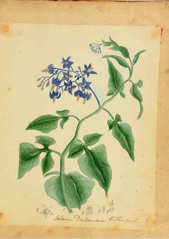 Reproducción/Reproduction 33030362318: Botanical description and medical, culinary & other uses of the plants in the first volume of my American herbarium /. . 