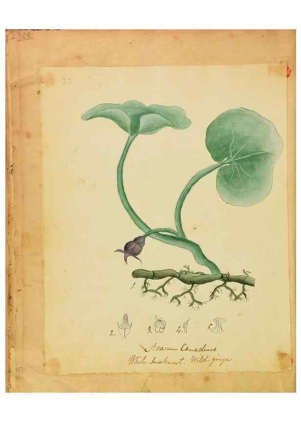 Reproducción/Reproduction 45991165315: Botanical description and medical, culinary & other uses of the plants in the first volume of my American herbarium /. . 