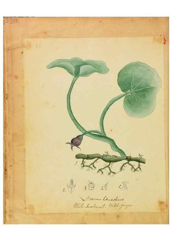 Reproducción/Reproduction 45991165315: Botanical description and medical, culinary & other uses of the plants in the first volume of my American herbarium /. . 