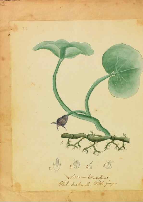 Reproducción/Reproduction 45991165315: Botanical description and medical, culinary & other uses of the plants in the first volume of my American herbarium /. . 