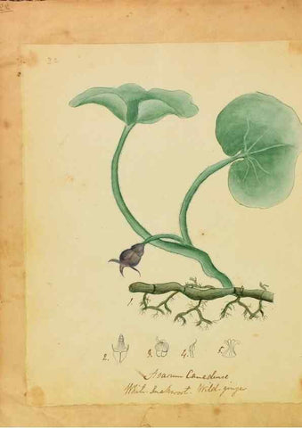 Reproducción/Reproduction 45991165315: Botanical description and medical, culinary & other uses of the plants in the first volume of my American herbarium /. . 