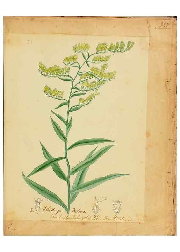Reproducción/Reproduction 46853580762: Botanical description and medical, culinary & other uses of the plants in the first volume of my American herbarium /. . 