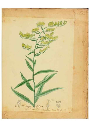 Reproducción/Reproduction 46853580762: Botanical description and medical, culinary & other uses of the plants in the first volume of my American herbarium /. . 