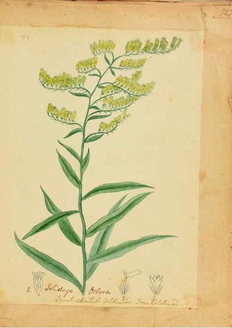 Reproducción/Reproduction 46853580762: Botanical description and medical, culinary & other uses of the plants in the first volume of my American herbarium /. . 