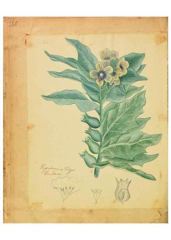 Reproducción/Reproduction 46853581882: Botanical description and medical, culinary & other uses of the plants in the first volume of my American herbarium /. . 
