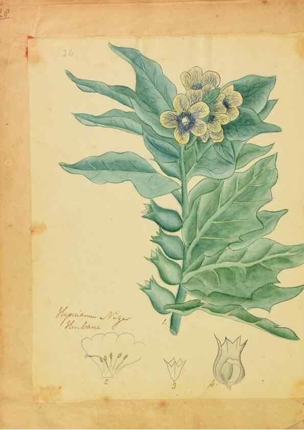 Reproducción/Reproduction 46853581882: Botanical description and medical, culinary & other uses of the plants in the first volume of my American herbarium /. . 