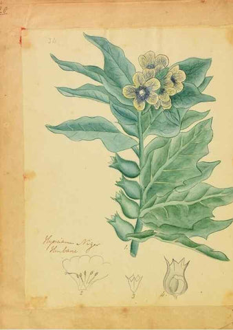 Reproducción/Reproduction 46853581882: Botanical description and medical, culinary & other uses of the plants in the first volume of my American herbarium /. . 