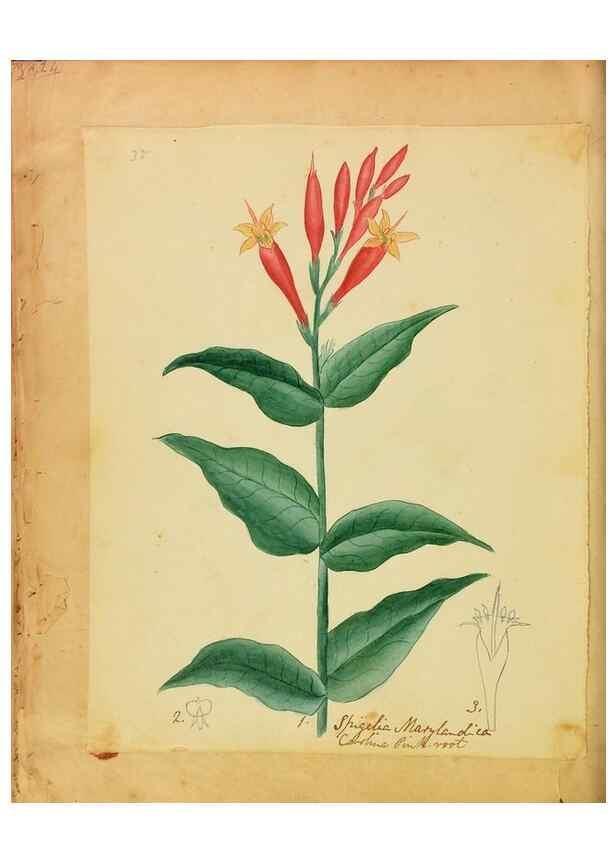 Reproducción/Reproduction 46853582662: Botanical description and medical, culinary & other uses of the plants in the first volume of my American herbarium /. . 